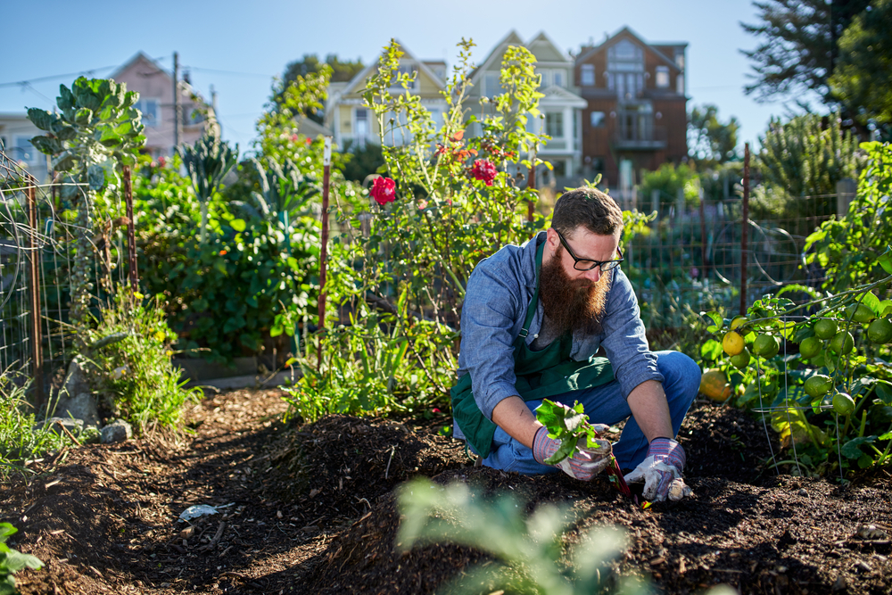 urban agriculture